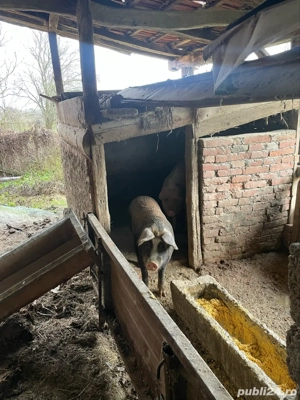 porci crescuti natural  - imagine 3