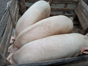 Porc de vânzare  !!!! - imagine 2