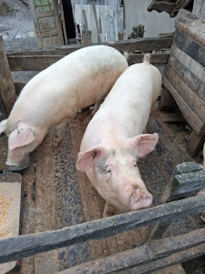 Porc de vânzare  !!!! - imagine 3