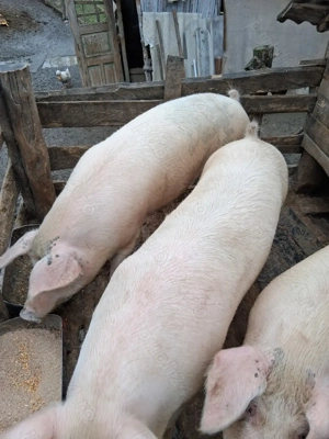 Porc de vânzare  !!!! - imagine 4
