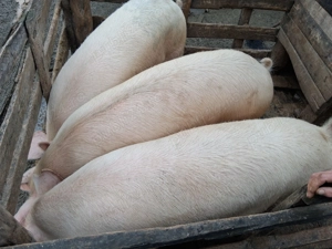 Porc de vânzare  !!!! - imagine 5