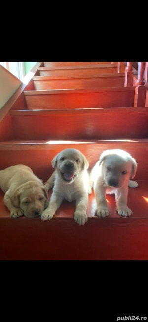 Labrador Goldwn Retriever