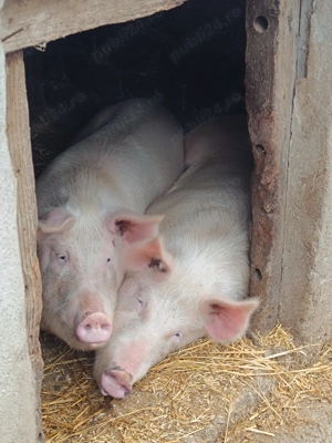 Porci de carne crescuti cu boabe și zer
