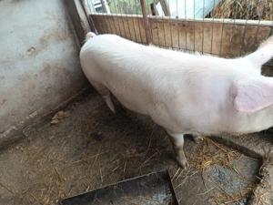 Porci de carne crescuti cu boabe și zer - imagine 2