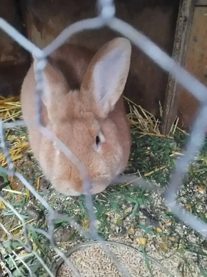 cauta alta casa  - imagine 2