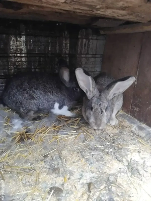 cauta alta casa  - imagine 4