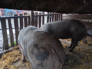 Porci de vanzare - imagine 2