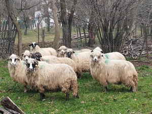 Oi de vanzare arges 9 oi! - imagine 2