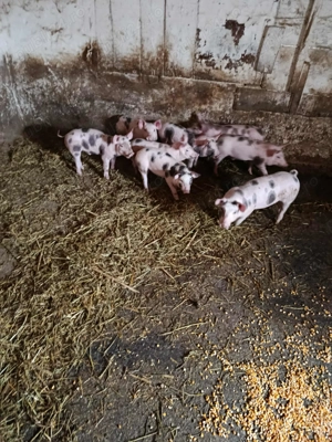 Vând purcei pietrean  - imagine 3