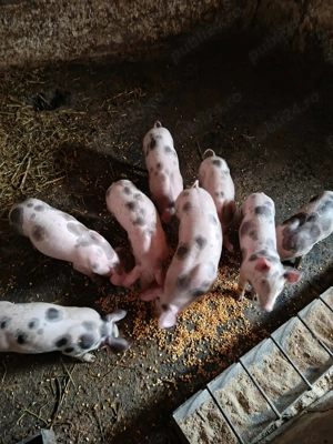 Vând purcei pietrean  - imagine 2