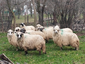 Oi de vanzare arges 9 oi!