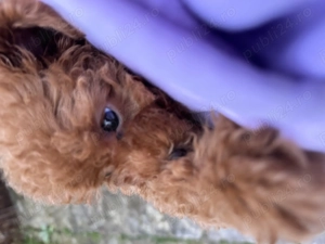 Ruby, cateluşa pudel toy (poodle)