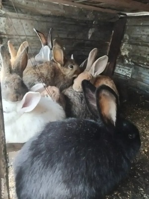 cauta alta casa  - imagine 5