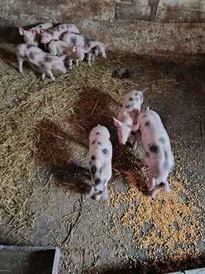 Vând purcei pietrean  - imagine 4