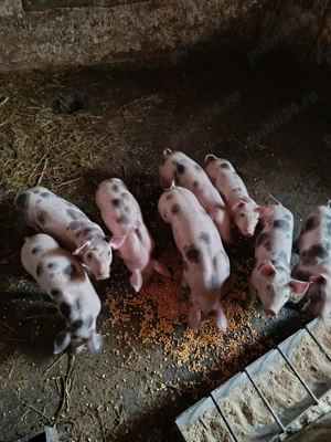 Vând purcei pietrean  - imagine 5