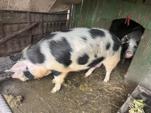 Porc de vanzare - imagine 2