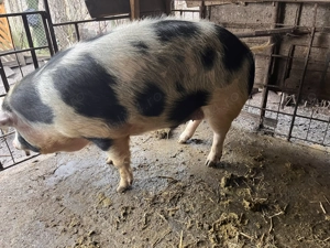 Porc de vanzare - imagine 3