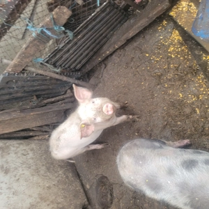 Vand porci - imagine 2