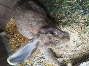 cauta alta casa  - imagine 3