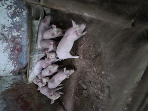 De vinzare purcei 7 saptimini - imagine 2