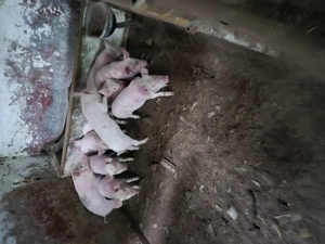 De vinzare purcei 7 saptimini