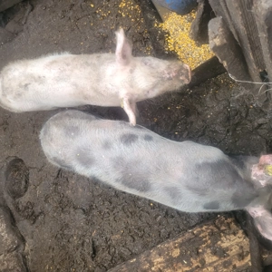 Vand porci - imagine 3