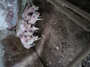 De vinzare purcei 7 saptimini - imagine 3