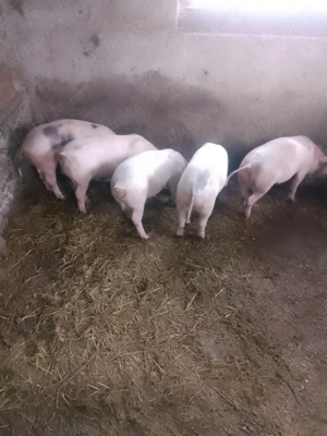 Vând soldani - imagine 2