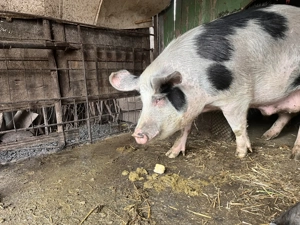 Porc de vanzare - imagine 5