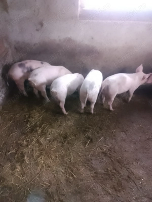 Vând soldani - imagine 4