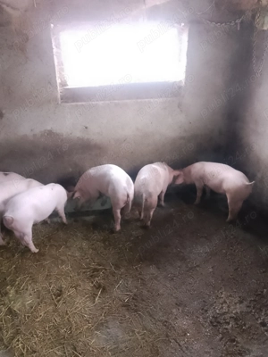 Vând soldani - imagine 3