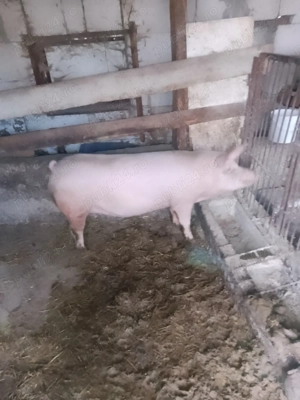 Vând scroafa  - imagine 2