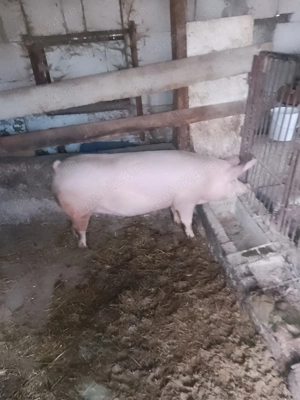 Vând scroafa  - imagine 3