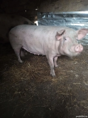 cauta alta casa  - imagine 2