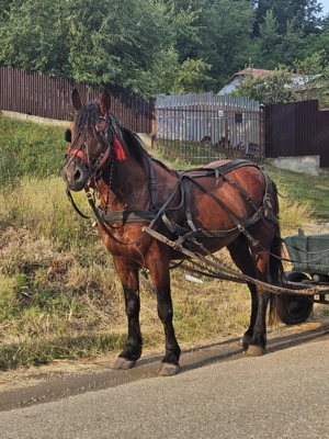 Armasar de 5 ani de vanzare! 