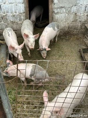 Purcei si porci mari - imagine 2