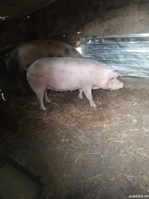 cauta alta casa  - imagine 3