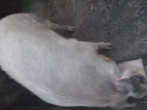 Vind porc ,rasa pietrean - imagine 3