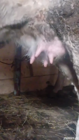 vînd juninca de 2 ani cu lapte  - imagine 2