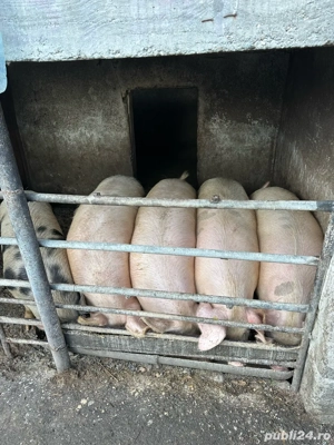 porci crescuti natural acasa - imagine 2