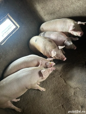 porci crescuti natural acasa