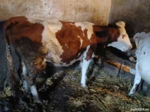 vînd vacă de 7 ani cu lapte 