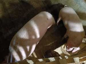 Porci de vânzare, preț negociabil  - imagine 2