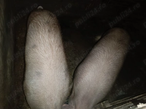 Porci de vânzare, preț negociabil  - imagine 5
