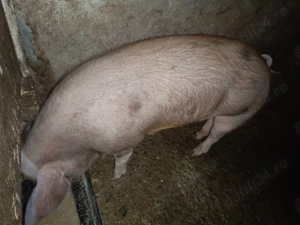 Porci de vânzare, preț negociabil  - imagine 3