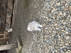 Bishon maltez rasa original - imagine 3