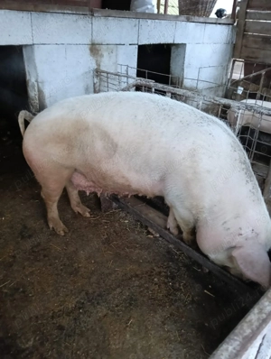 Vând Scroafă hrănită cu mâncare de calitate.