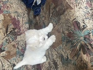 3 bichon maltez cauta casa noua cadoul perfect de Craciun 