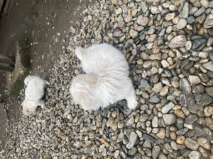 Bishon maltez rasa original - imagine 2