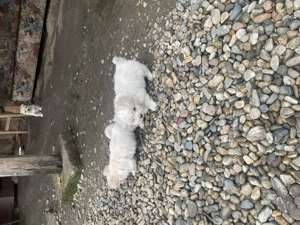 Bishon maltez rasa original - imagine 4